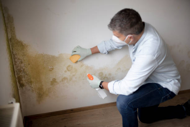 Best Post-Construction Mold Inspection  in Napoleon, OH