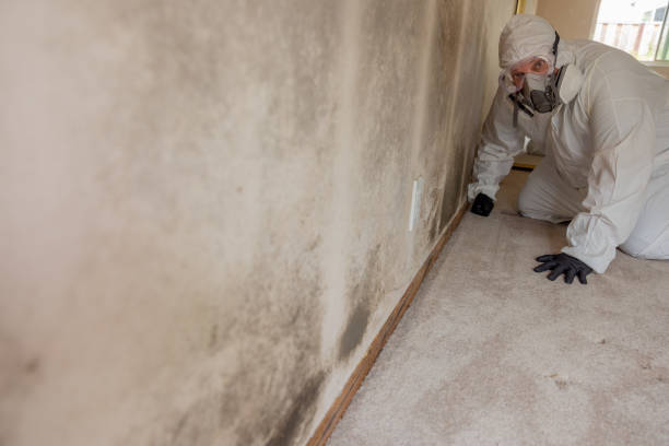 Best Mold Damage Restoration  in Napoleon, OH
